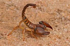 Scorpions at Kloofendal Nature Reserve @ Kloofendal Nature Reserve